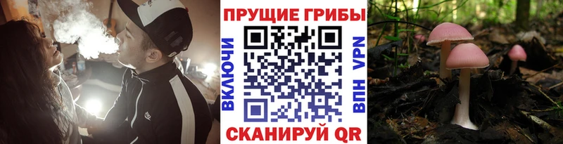 Псилоцибиновые грибы Psilocybine cubensis  Купить где  Калтан 